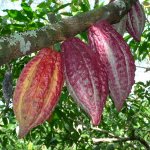 Rare criollo cacao pods (800x450)